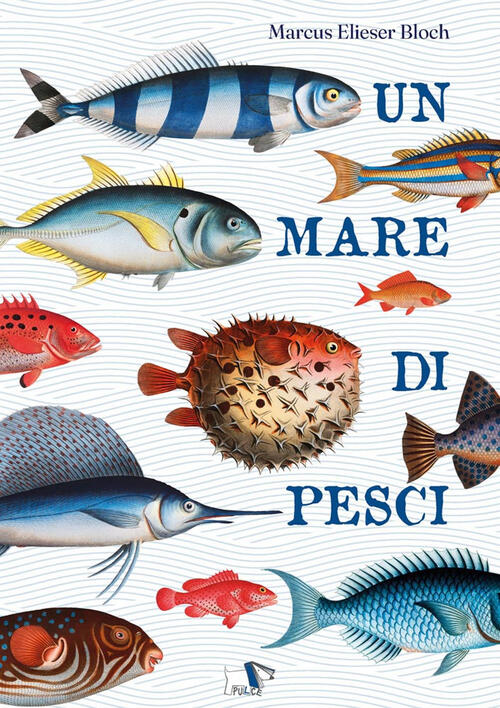 Un Mare Di Pesci Marcus Elieser Bloch Pulce 2025
