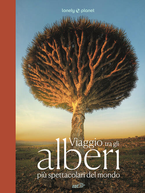 Viaggio Tra Gli Alberi Piu Spettacolari Del Mondo Lonely Planet Italia 2025