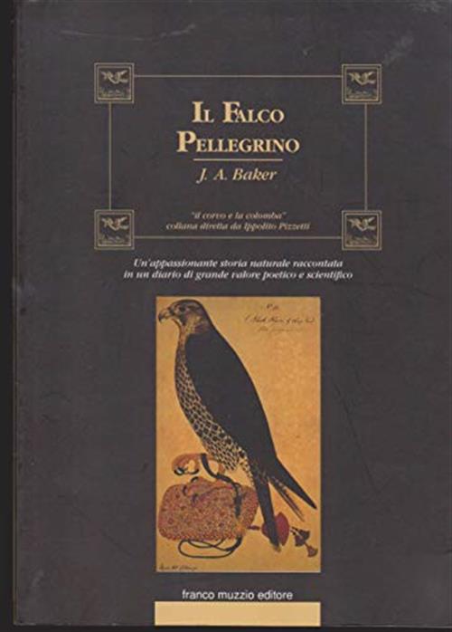 Il Falco Pellegrino